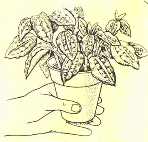 Eksplosionsplante - Pilea cadierii - pasning