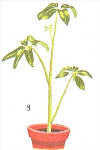 Paraplyplante - Schefflera actinophylla - pasning