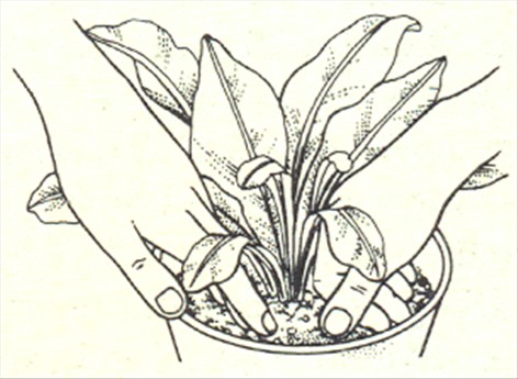 Fuglerede bregne - Asplenium nidus avis - pasning