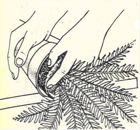 Nyrebregne - Nephrolepis exaltata - pasning