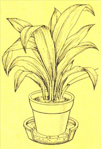 Aspidistra - Aspidistra elatior - pasning