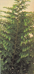 Nyrebregne - Nephrolepis exaltata - pasning