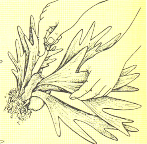 Elsdyrtakbregne - Platycerium alcicorne - pasning
