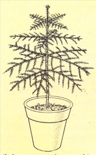 Stuegran - Araucaria excelsa - pasning