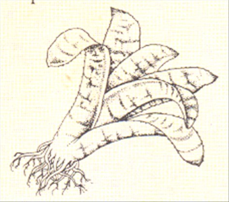Aechmea - Aechmea fasciata - - pasning
