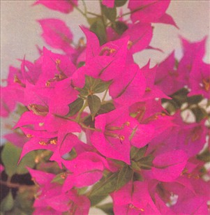 Bougainvillea - Bougainvillea glabra - pasning