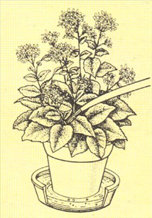 Koraltop - Kalanchoe blossfeldiana - pasning