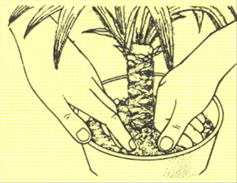 Palmelilje - Yucca elephantipes - pasning