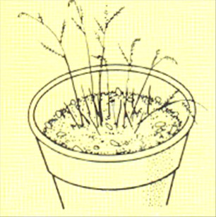 Slørasparges - Asparagus plumosus - pasning