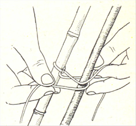 Philodendron, ikkeklatrende - Philodendron bipinnatifidum - pasning