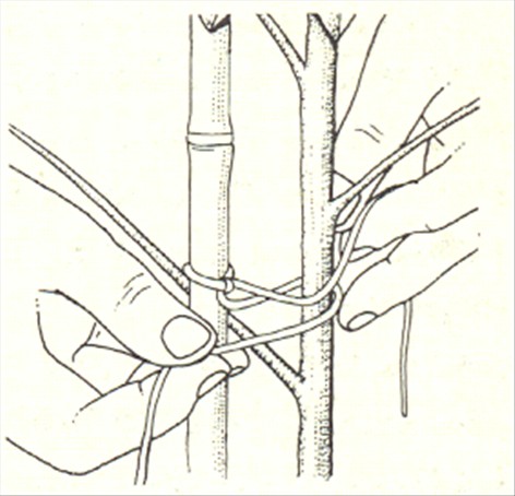 Paraplyplante - Schefflera actinophylla - pasning