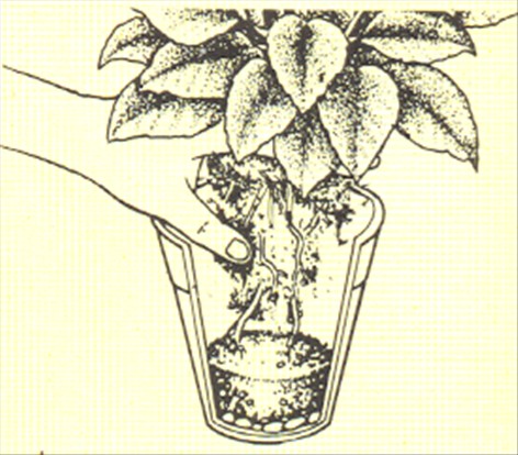 Koraltop - Kalanchoe blossfeldiana - pasning