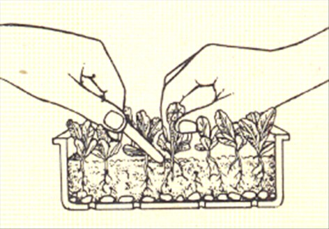 Spiralfrugt - Streptocarpus - pasning