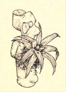 Neoregelia - Neoregelia carolinae - pasning