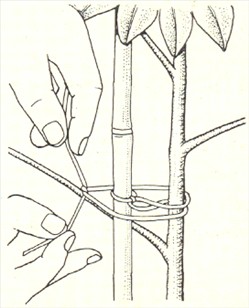 Paraplyplante - Schefflera actinophylla - pasning