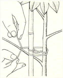Paraplyplante - Schefflera actinophylla - pasning