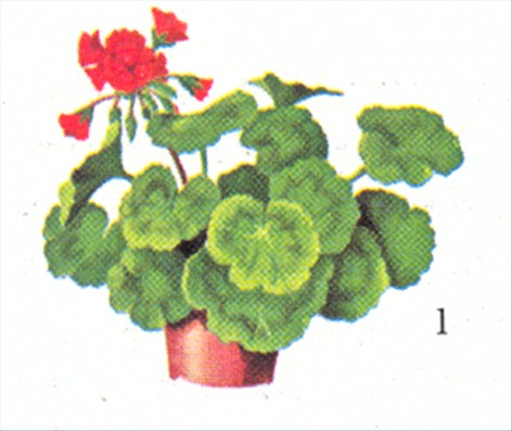 Pelargonie - Pelargonium - pasning