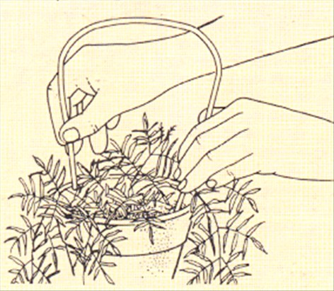 Jasmin - Jasminum polyanthum - pasning