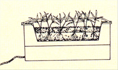 Kentiapalme - Kentia forsteriana - pasning