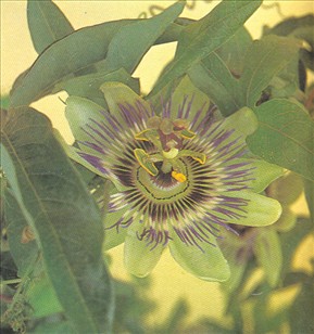 Passionsblomst - Passiflora caerulea - pasning