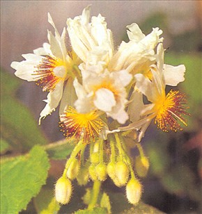 Stuelind - Sparmannia africana - pasning