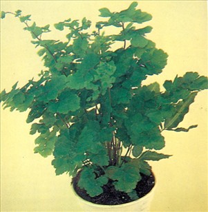 Venushår bregne - Adiantum capillus-veneris - pasning