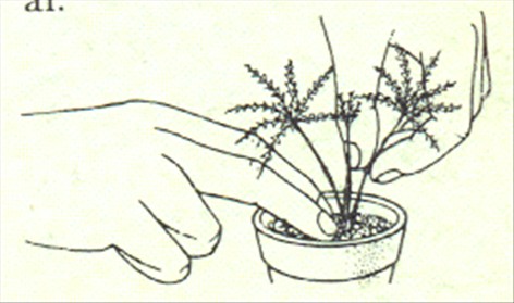 Stuearalia - Aralia japonica - pasning