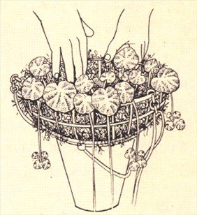 Jødeskæg - Saxifraga sarmentosa - pasning