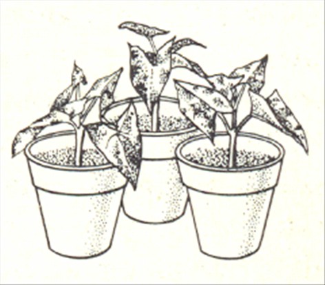 Gåsefod - Syngonium vellozianum - pasning
