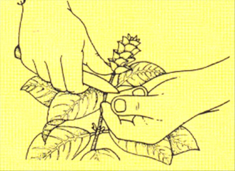 Aphelandra - Aphelandra squarrosa - pasning