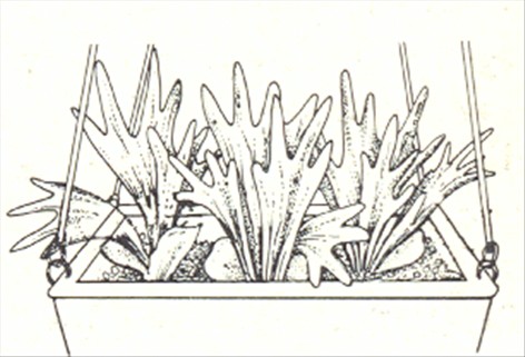 Elsdyrtakbregne - Platycerium alcicorne - pasning