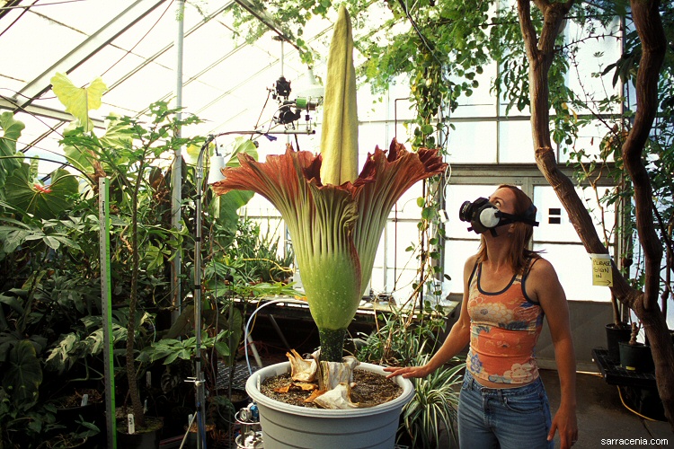 Penisblomst - amorphophallus titanum