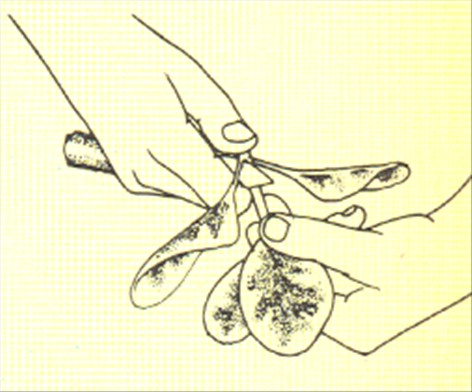 Musehaleaks - Peperomia magnoliaefolia - pasning