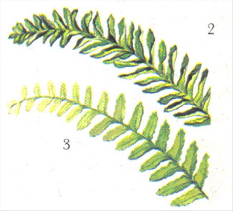 Nyrebregne - Nephrolepis exaltata - pasning