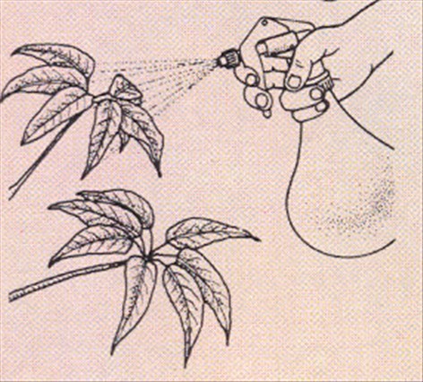 Paraplyplante - Schefflera actinophylla - pasning