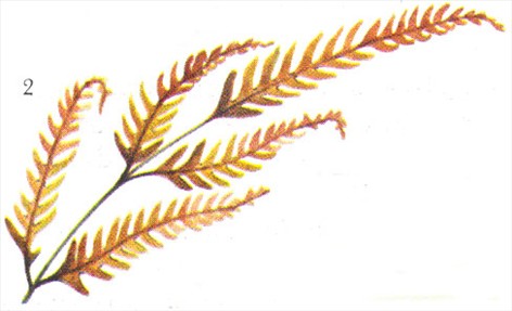 Kantbregne - Pteris tremula - pasning