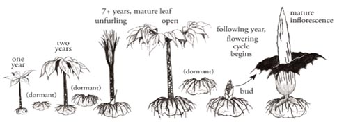 Penisblomst - amorphophallus titanum