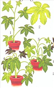 Stuearalia - Aralia japonica - pasning