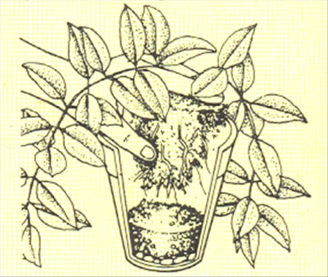 Duftranke - Stephanotis floribunda - pasning