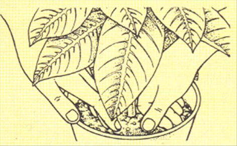 Aphelandra - Aphelandra squarrosa - pasning