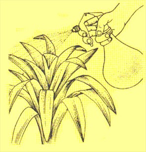 Juvelblomst - Guzmania minor - pasning