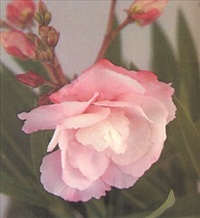 Nerie - Nerium oleander - pasning