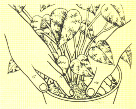 Guldranke - Scindapsus aureus - pasning