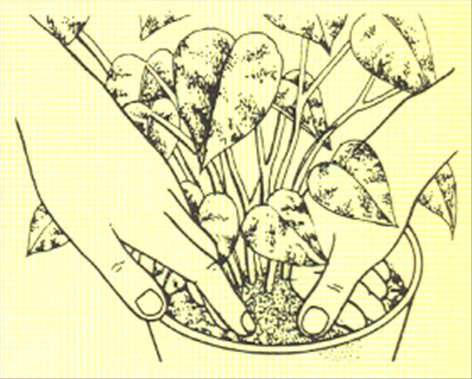 Guldranke - Scindapsus aureus - pasning