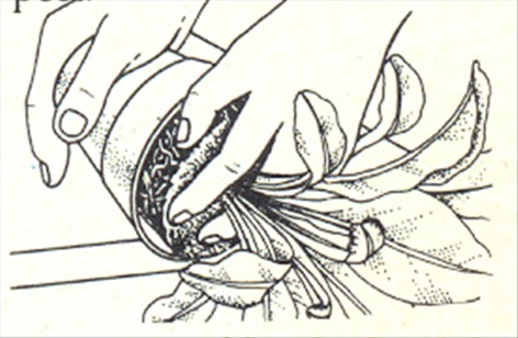 Fuglerede bregne - Asplenium nidus avis - pasning