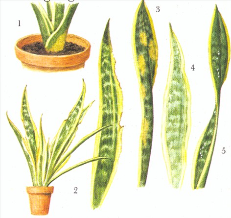 Svigermors skarpe tunge - Sansevieria trifasciata - pasning