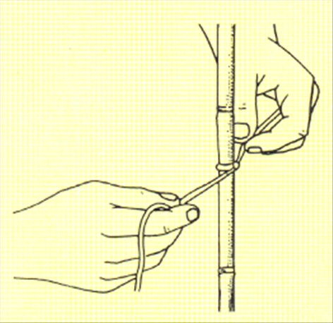 Kongevin - Rhoicissus rhomboidea - pasning