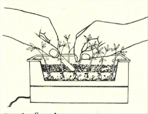 Paraplyplante - Schefflera actinophylla - pasning