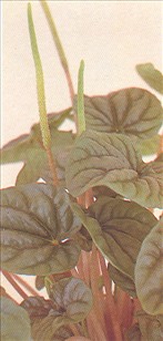 Musehaleaks - Peperomia magnoliaefolia - pasning