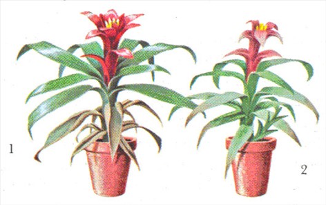 Juvelblomst - Guzmania minor - pasning